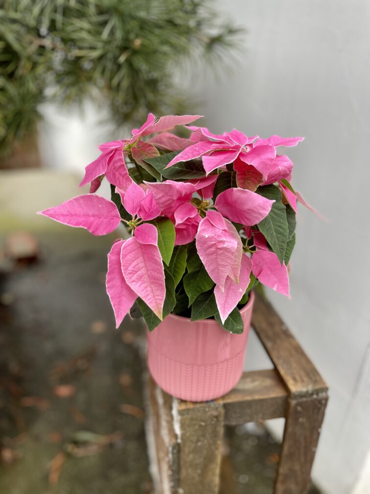Zdjęcie rosliny doniczkowej Princettia Hot Pink Glitter (Gwiazda betlejemska), ujęcie 2