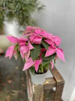 Zdjęcie rosliny doniczkowej Princettia Hot Pink Glitter (Gwiazda betlejemska), ujęcie 3