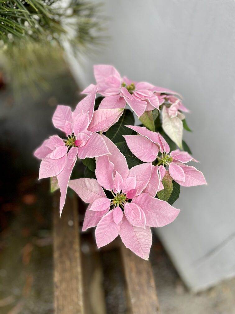 princettia-light-pink_12x28-1_1702041804.jpg Zdjęcie rosliny doniczkowej Princettia Light Pink, ujęcie 1
