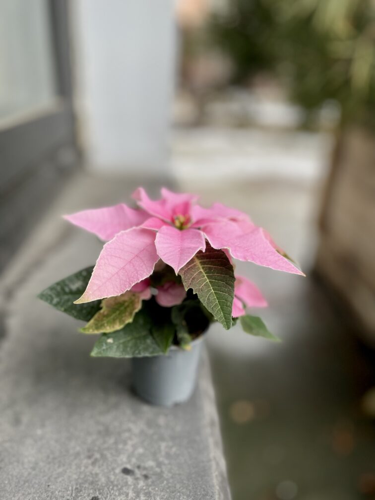 Zdjęcie rosliny doniczkowej Princettia Light Pink, ujęcie 2