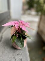 Zdjęcie rosliny doniczkowej Princettia Light Pink, ujęcie 3