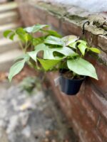 Zdjęcie rosliny doniczkowej Rhaphidophora tetrasperma (Monstera Minima), ujęcie 1