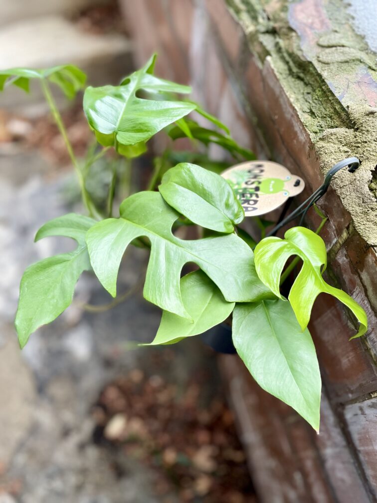 Zdjęcie rosliny doniczkowej Rhaphidophora tetrasperma (Monstera Minima), ujęcie 2