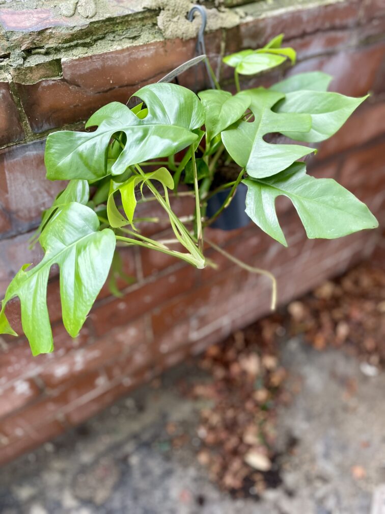 Zdjęcie rosliny doniczkowej Rhaphidophora tetrasperma (Monstera Minima), ujęcie 3