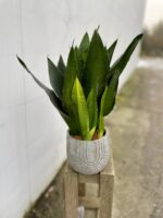 Zdjęcie rosliny doniczkowej Sansevieria trifasciata Black Diamond, ujęcie 1