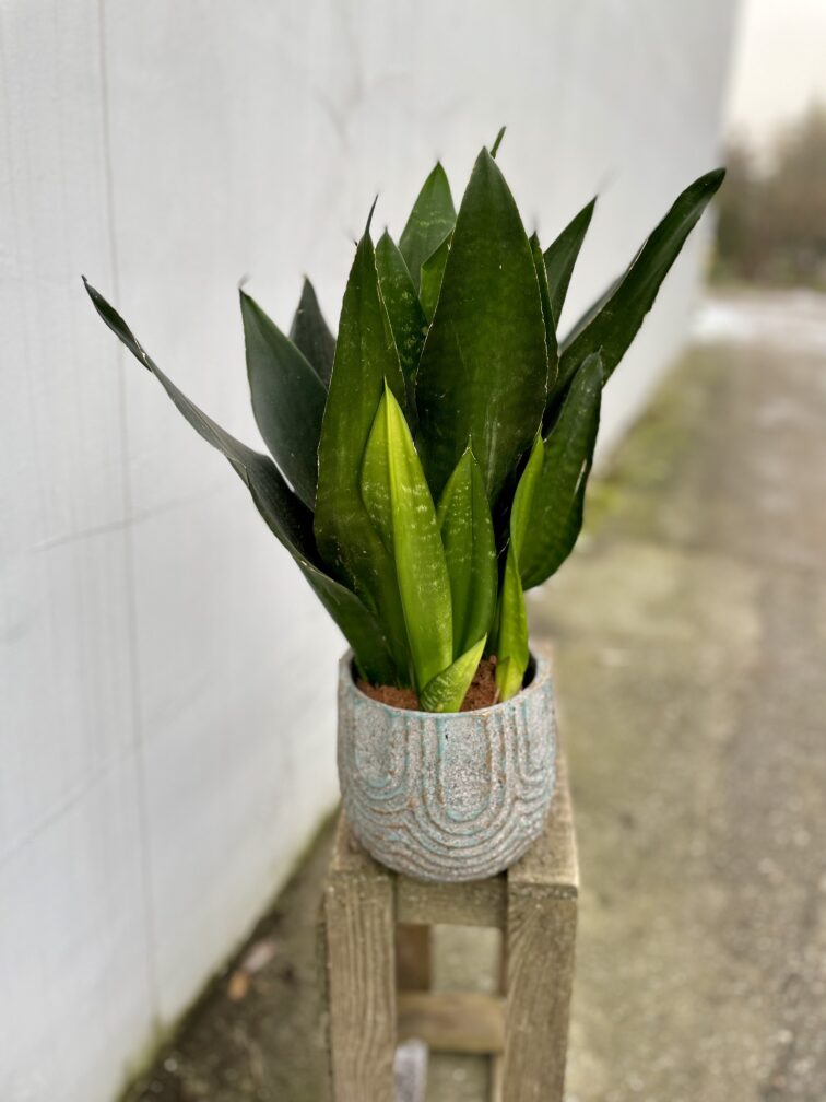 sansevieria-trifasciata-black-diamond_14x40-1_1701423131.jpg Zdjęcie rosliny doniczkowej Sansevieria trifasciata Black Diamond, ujęcie 1