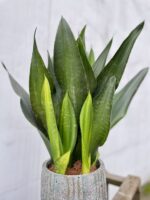 Zdjęcie rosliny doniczkowej Sansevieria trifasciata Black Diamond, ujęcie 2