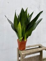 Zdjęcie rosliny doniczkowej Sansevieria trifasciata Black Diamond, ujęcie 3