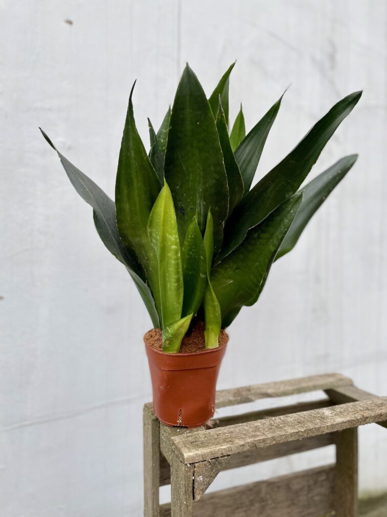 Zdjęcie rosliny doniczkowej Sansevieria trifasciata Black Diamond, ujęcie 3