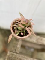 Zdjęcie rosliny doniczkowej Syngonium T1510, ujęcie 1