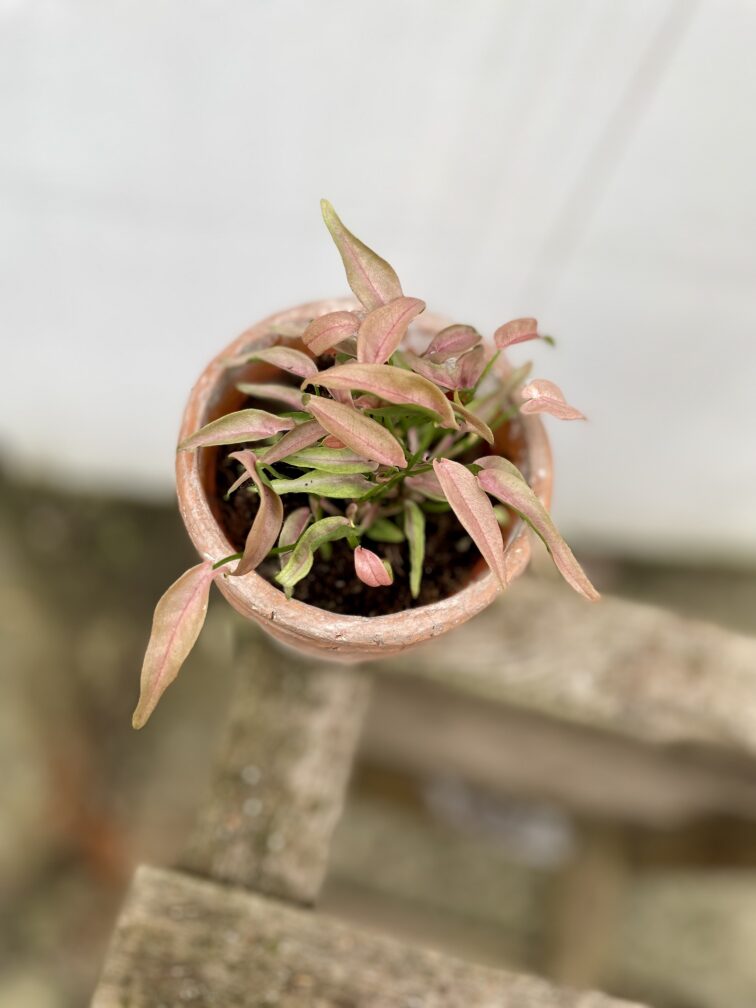 syngonium-t1510_9x15-1_1701422861.jpg Zdjęcie rosliny doniczkowej Syngonium T1510, ujęcie 1