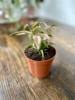 Zdjęcie rosliny doniczkowej Syngonium T1510, ujęcie 2