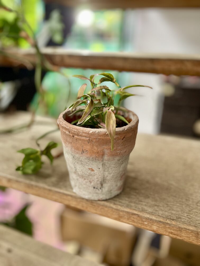 Zdjęcie rosliny doniczkowej Syngonium T1510, ujęcie 3
