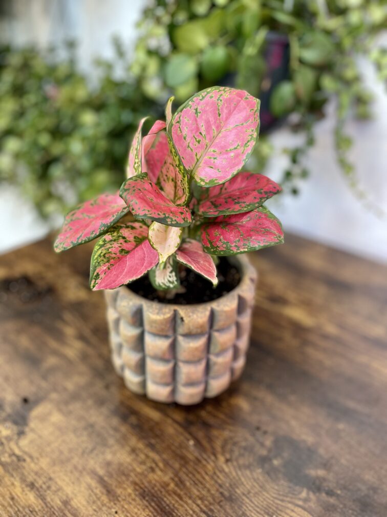 aglaonema-cherry-baby_12x35-1_1705674810.jpg Zdjęcie rosliny doniczkowej Aglaonema Cherry Baby, ujęcie 1