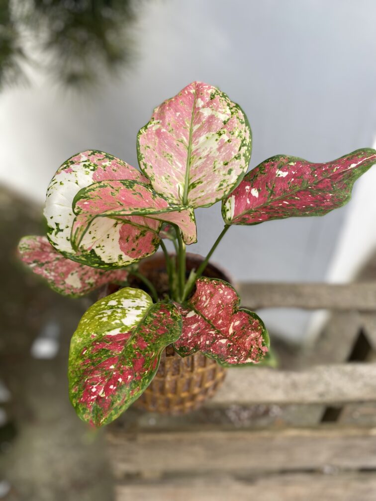 Zdjęcie rosliny doniczkowej Aglaonema Jazzy Red, ujęcie 1