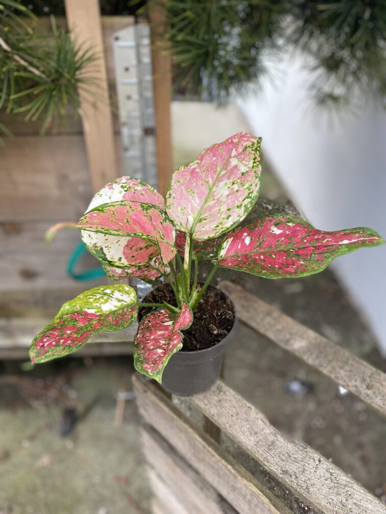 Zdjęcie rosliny doniczkowej Aglaonema Jazzy Red, ujęcie 2