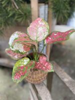 Zdjęcie rosliny doniczkowej Aglaonema Jazzy Red, ujęcie 3