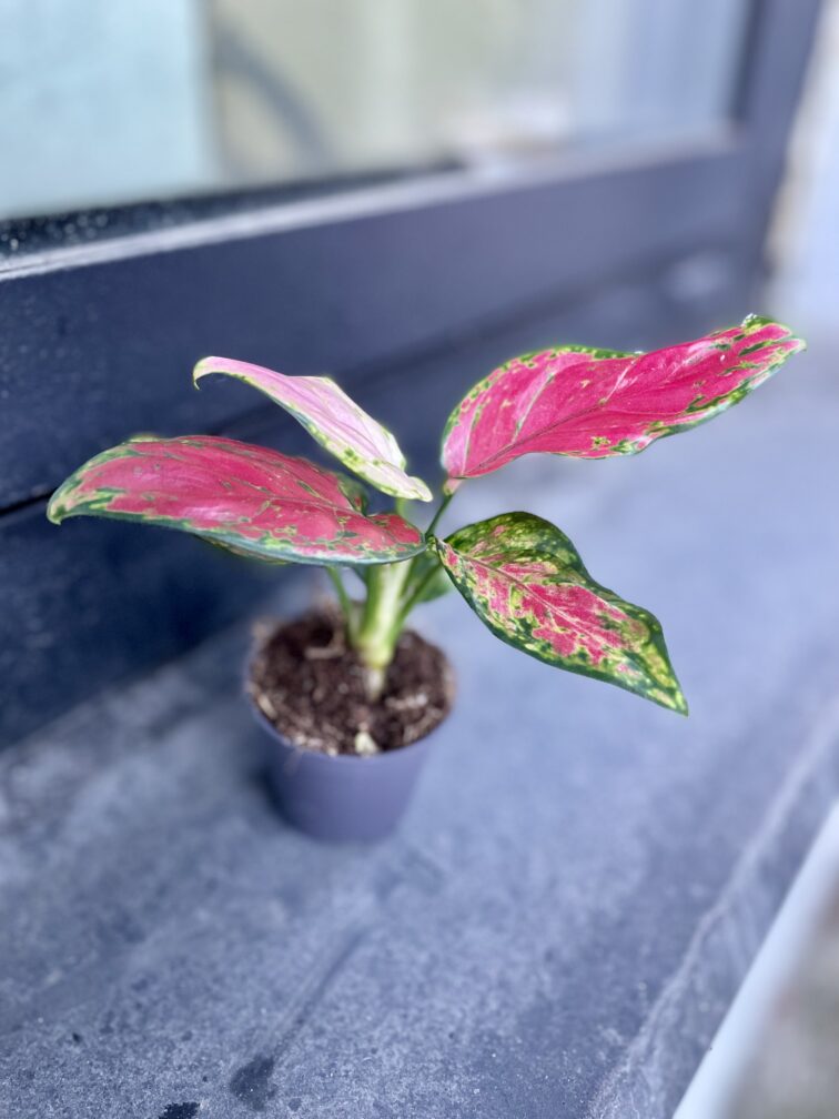 Zdjęcie rosliny doniczkowej Aglaonema Red Elephant, ujęcie 2