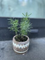 Zdjęcie rosliny doniczkowej Asparagus densiflorus "Sprengeri", ujęcie 1