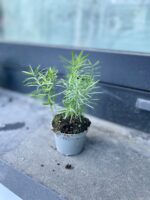 Zdjęcie rosliny doniczkowej Asparagus densiflorus "Sprengeri", ujęcie 2