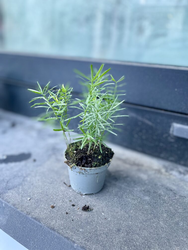 Zdjęcie rosliny doniczkowej Asparagus densiflorus "Sprengeri", ujęcie 2
