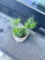 Zdjęcie rosliny doniczkowej Asparagus densiflorus "Sprengeri", ujęcie 3