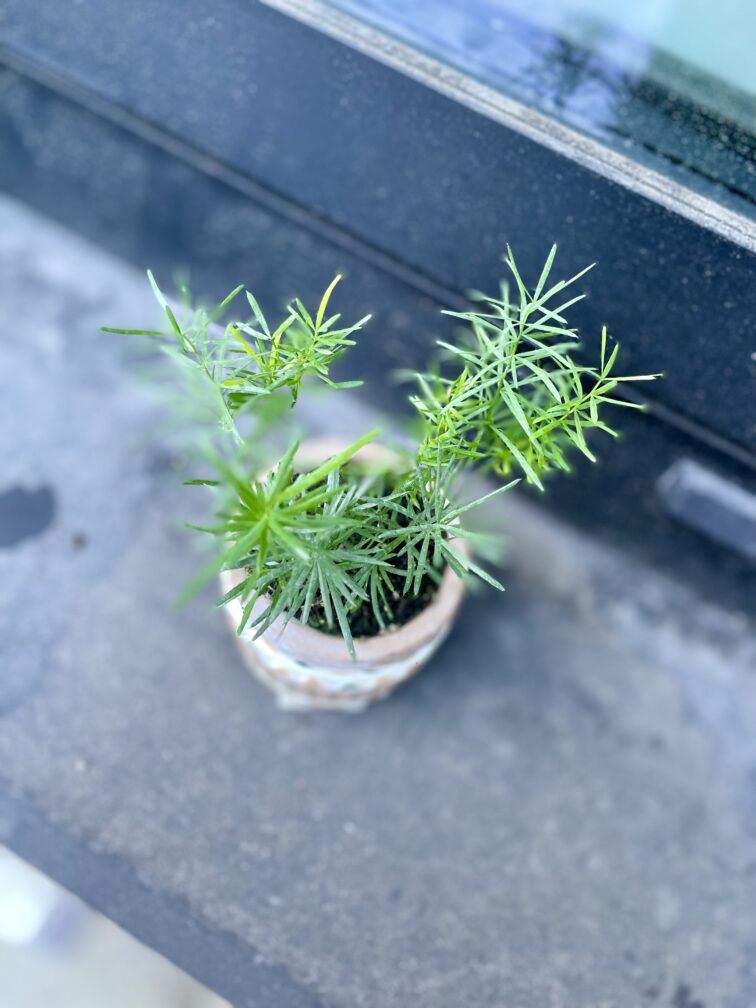 Zdjęcie rosliny doniczkowej Asparagus densiflorus "Sprengeri", ujęcie 3