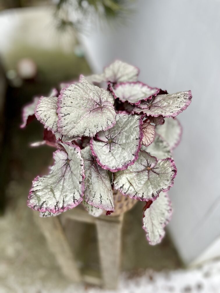 begonia-hawaiian-silver_13x25-1_1705061001.jpg Zdjęcie rosliny doniczkowej Begonia Hawaiian Silver, ujęcie 1