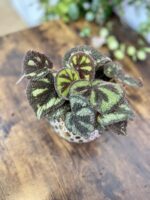 Zdjęcie rosliny doniczkowej Begonia masoniana "Mountain Explore", ujęcie 1