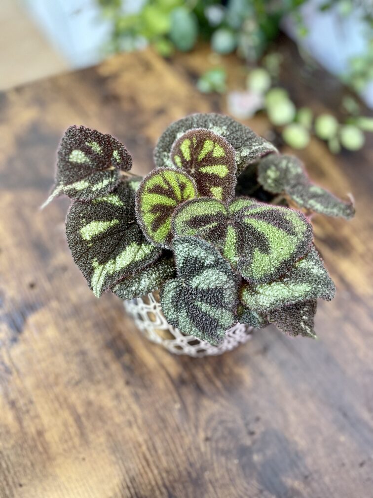 Zdjęcie rosliny doniczkowej Begonia masoniana "Mountain Explore", ujęcie 1