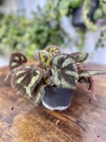 Zdjęcie rosliny doniczkowej Begonia masoniana "Mountain Explore", ujęcie 2