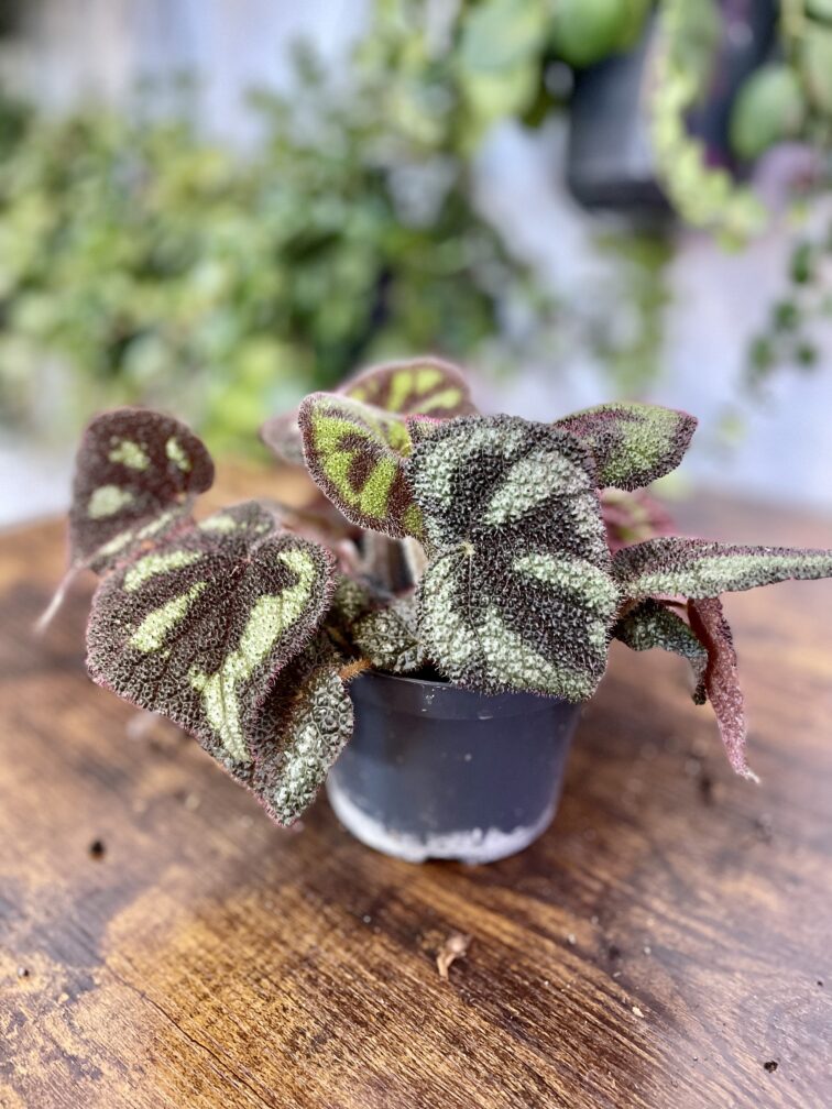 Zdjęcie rosliny doniczkowej Begonia masoniana "Mountain Explore", ujęcie 2
