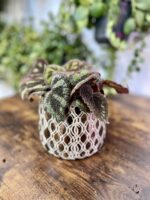 Zdjęcie rosliny doniczkowej Begonia masoniana "Mountain Explore", ujęcie 3