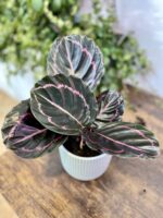 Zdjęcie rosliny doniczkowej Calathea Dottie, ujęcie 1