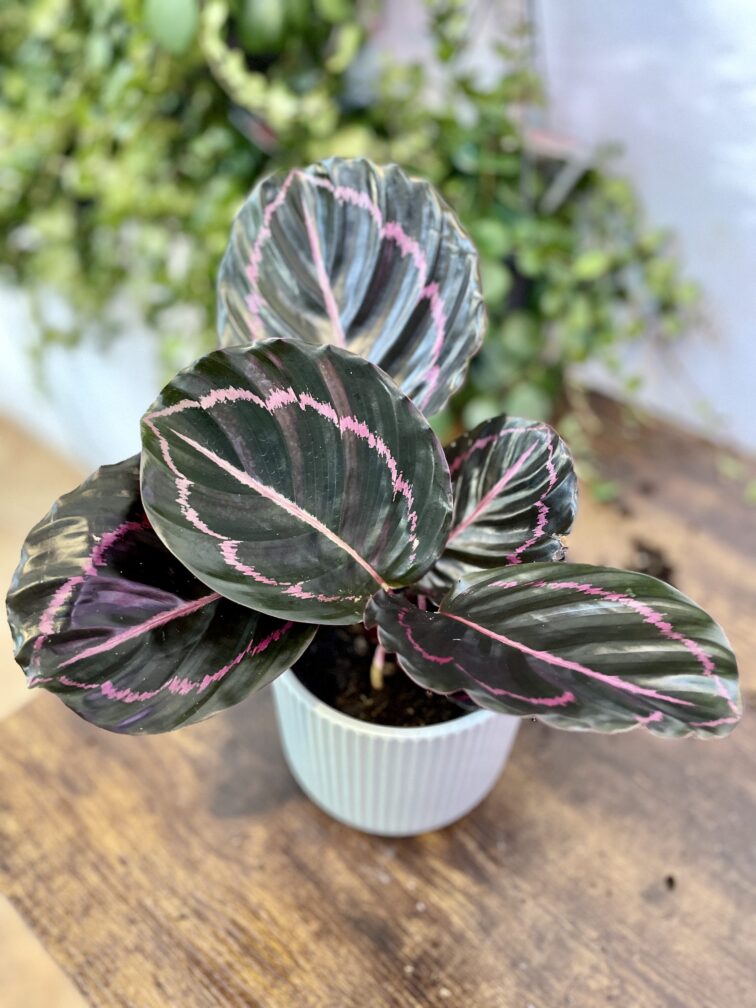 calathea-dottie_11x30-1_1705674594.jpg Zdjęcie rosliny doniczkowej Calathea Dottie, ujęcie 1
