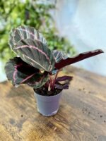 Zdjęcie rosliny doniczkowej Calathea Dottie, ujęcie 2