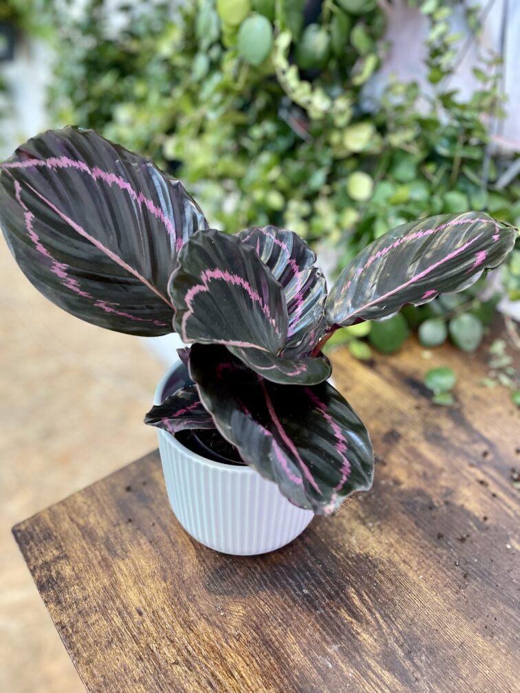 Zdjęcie rosliny doniczkowej Calathea Dottie, ujęcie 3