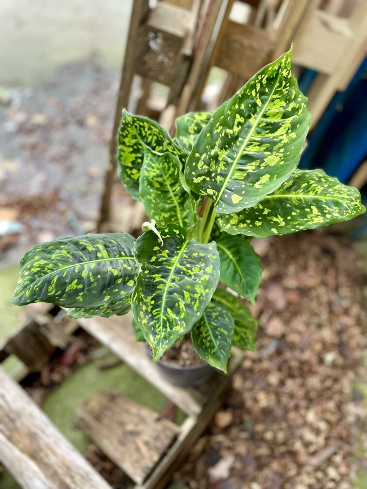 dieffenbachia-reflector_17x60-1_1704456361.jpg Zdjęcie rosliny doniczkowej Dieffenbachia Reflector, ujęcie 1