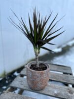 Zdjęcie rosliny doniczkowej Dracaena marginata Magenta, ujęcie 1