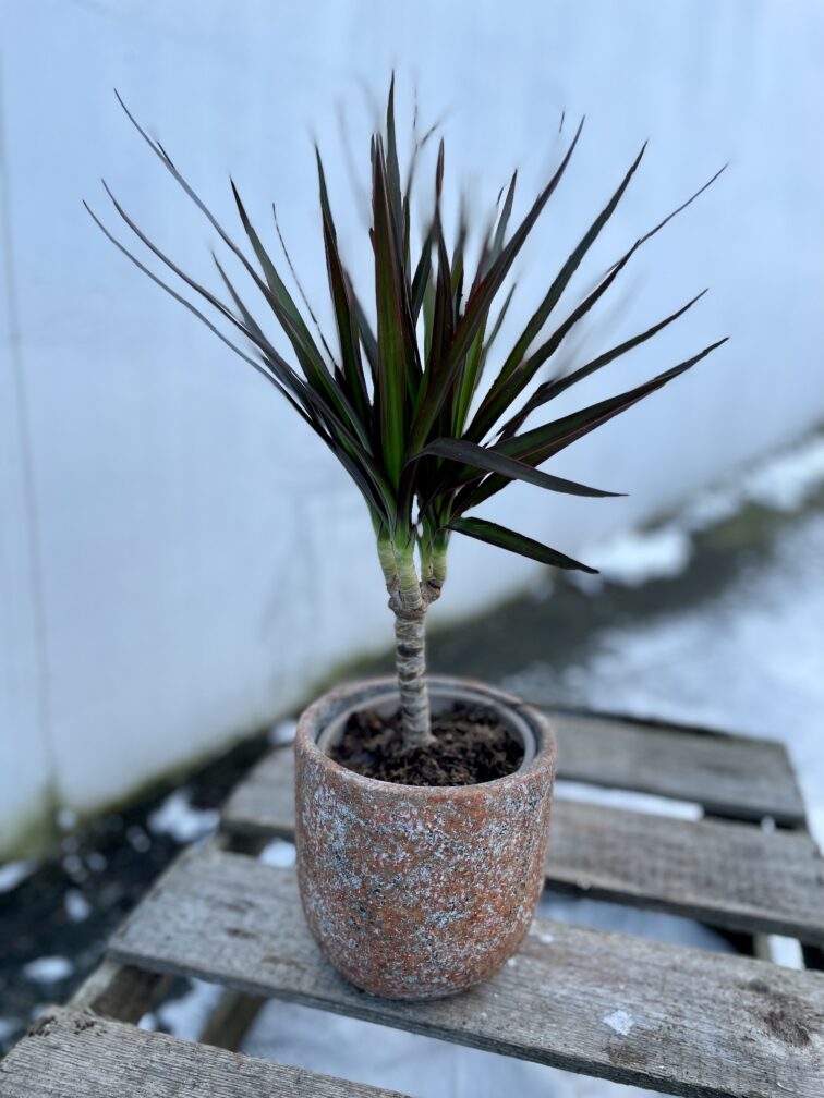 dracaena-marginata-magenta_12x45-1_1705674430.jpg Zdjęcie rosliny doniczkowej Dracaena marginata Magenta, ujęcie 1