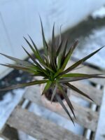 Zdjęcie rosliny doniczkowej Dracaena marginata Magenta, ujęcie 2