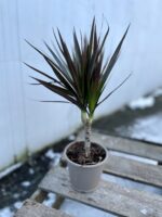 Zdjęcie rosliny doniczkowej Dracaena marginata Magenta, ujęcie 3