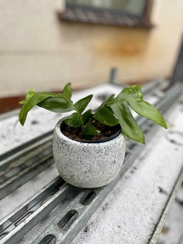 Zdjęcie rosliny doniczkowej Epiphyllum chrysocardium, ujęcie 2