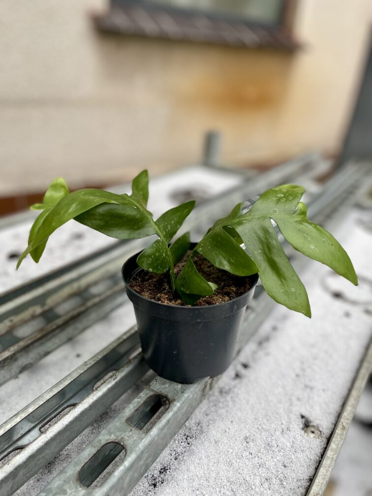 Zdjęcie rosliny doniczkowej Epiphyllum chrysocardium, ujęcie 3