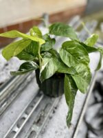Zdjęcie rosliny doniczkowej Epipremnum pinnatum albo variegata, ujęcie 1