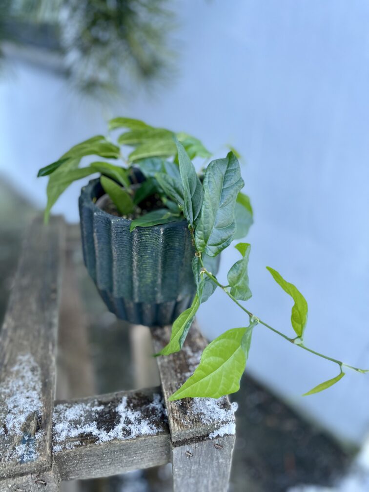 ficus-radicans-green_12x20-1_1705674511.jpg Zdjęcie rosliny doniczkowej Ficus radicans Green, ujęcie 1