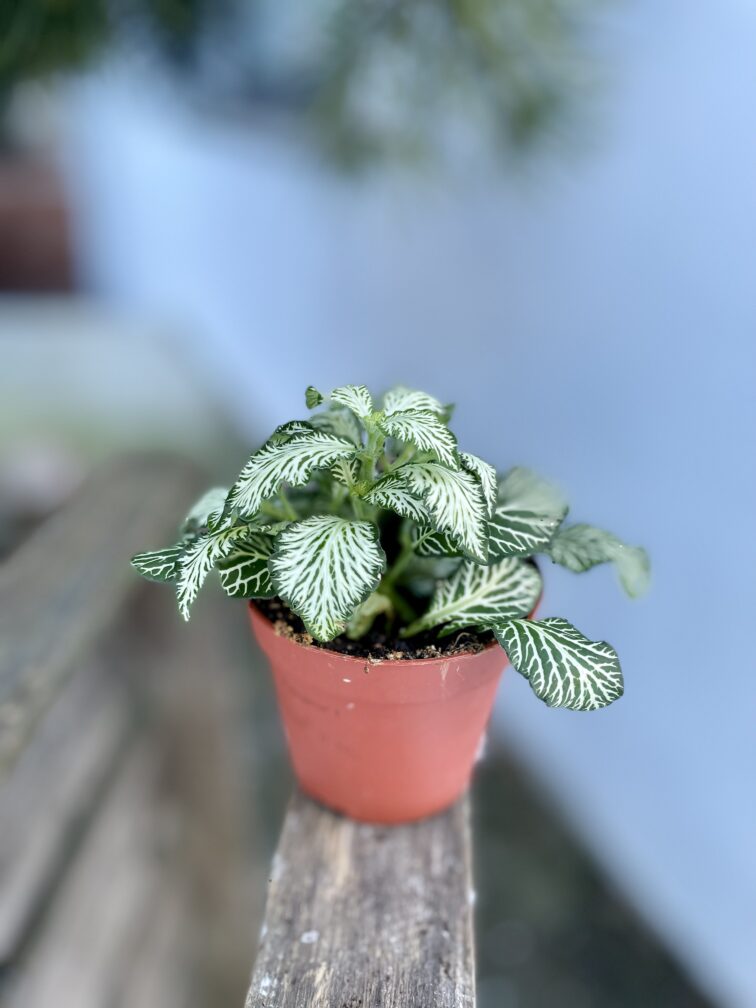 fittonia-white-tiger_8x10-1_1705674540.jpg Zdjęcie rosliny doniczkowej Fittonia White Tiger, ujęcie 1
