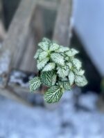 Zdjęcie rosliny doniczkowej Fittonia White Tiger, ujęcie 2