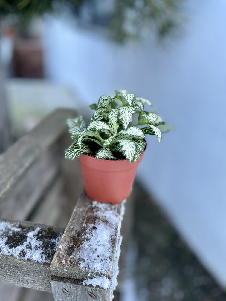 Zdjęcie rosliny doniczkowej Fittonia White Tiger, ujęcie 3