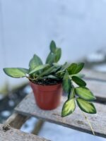 Zdjęcie rosliny doniczkowej Hoya burtoniae Variegata, ujęcie 1